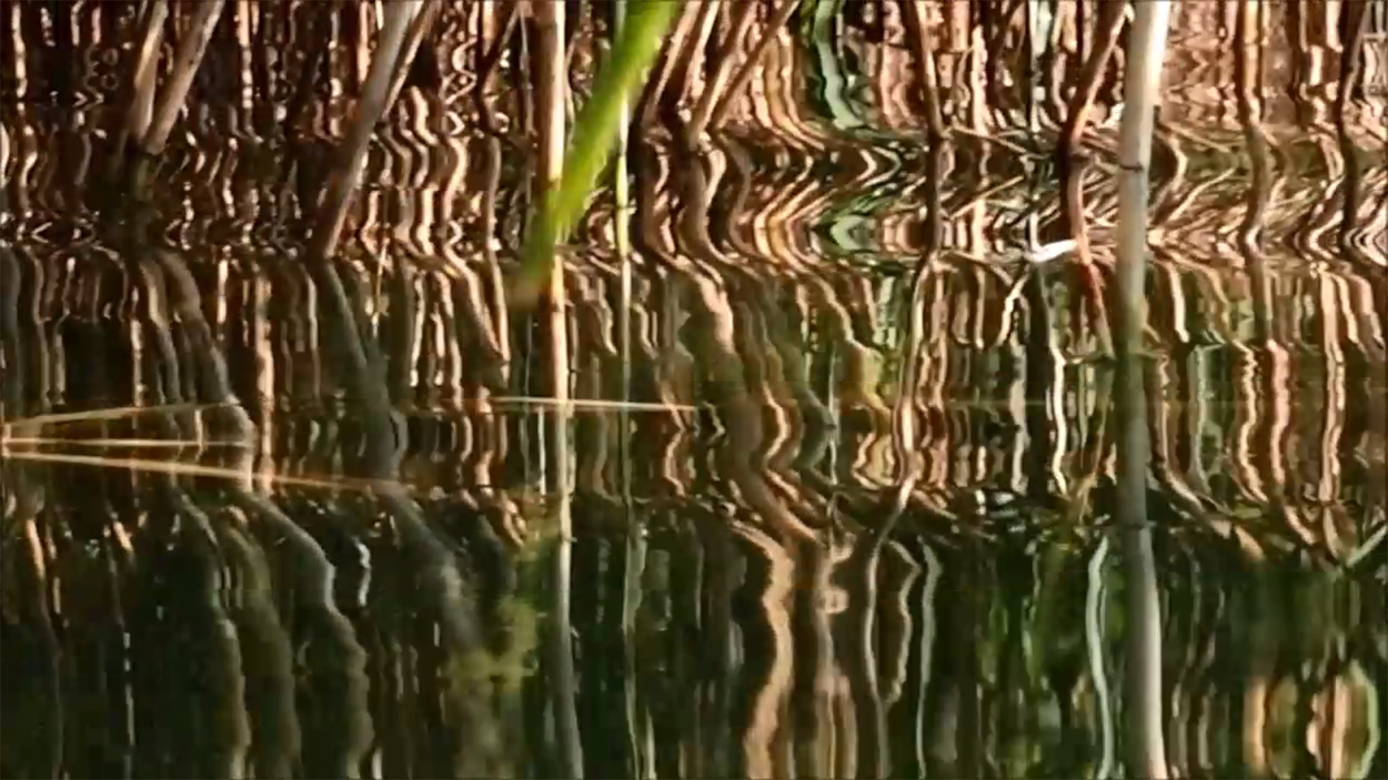 2020-08-16 Licht Reflexe (am Stechlinsee) (Fieldrecording Video)